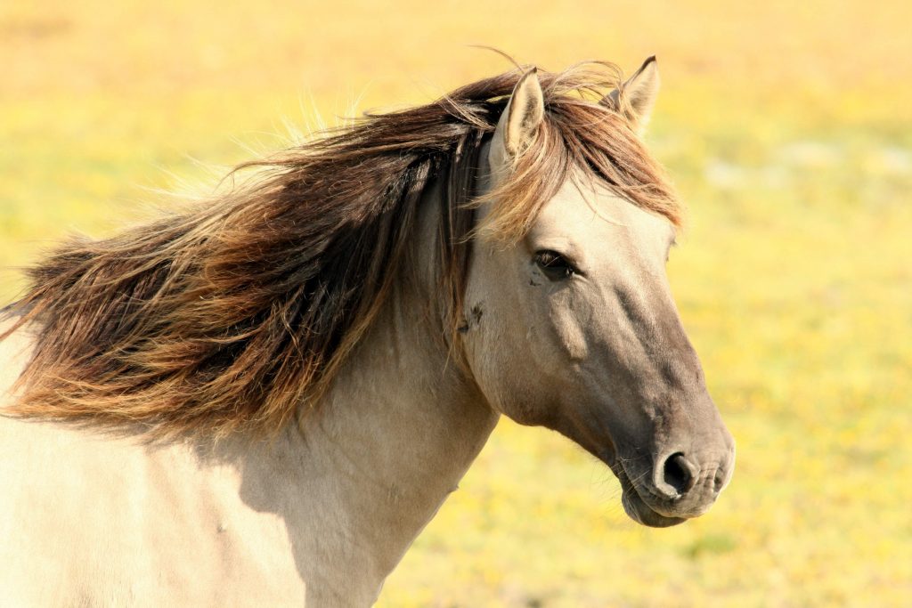 paardenextensions-paarden-extensions-informatie