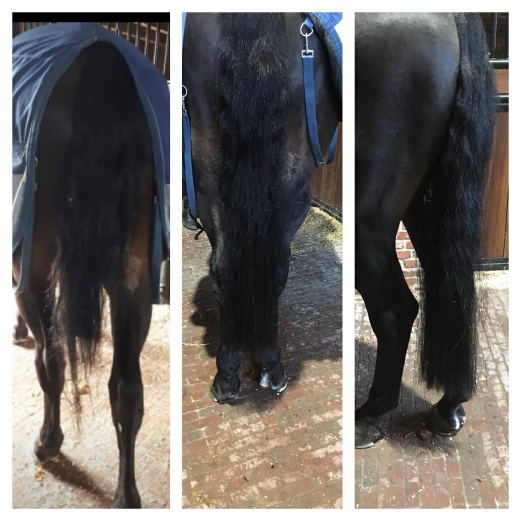 paarden-extensions-paardenextensions-the-horse-extensions-factory
